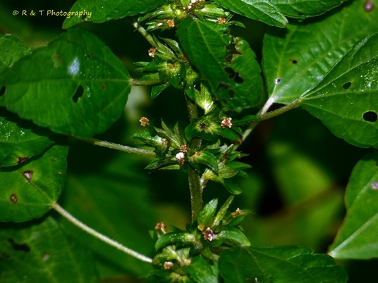 {Acalypha rhomboidea}
